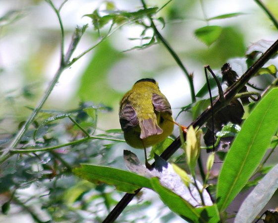 Photo (16): Wilson's Warbler