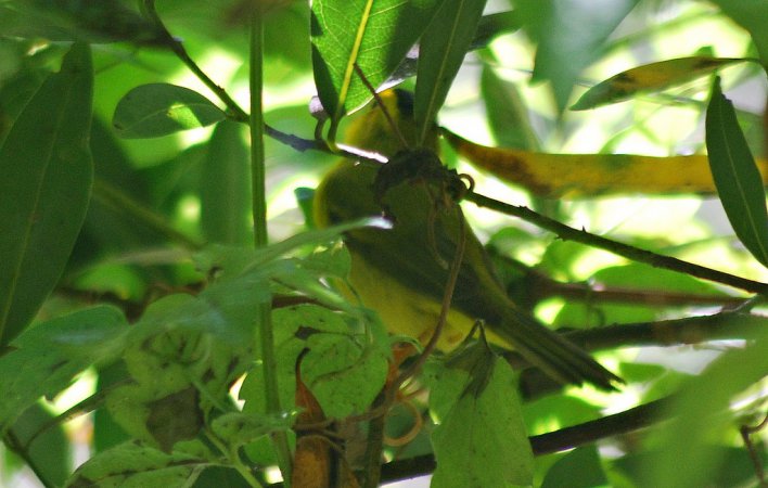 Photo (20): Wilson's Warbler