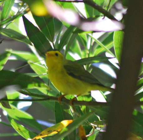 Photo (28): Wilson's Warbler