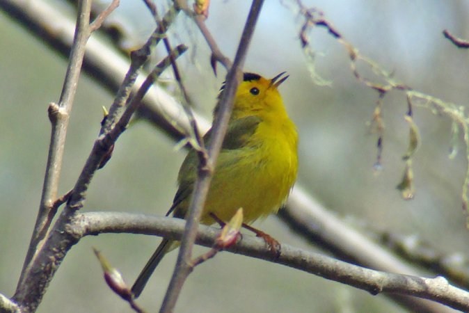 Photo (18): Wilson's Warbler