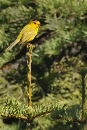 Photo (23): Wilson's Warbler