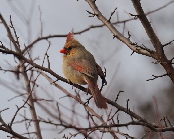 Photo (6): Northern Cardinal