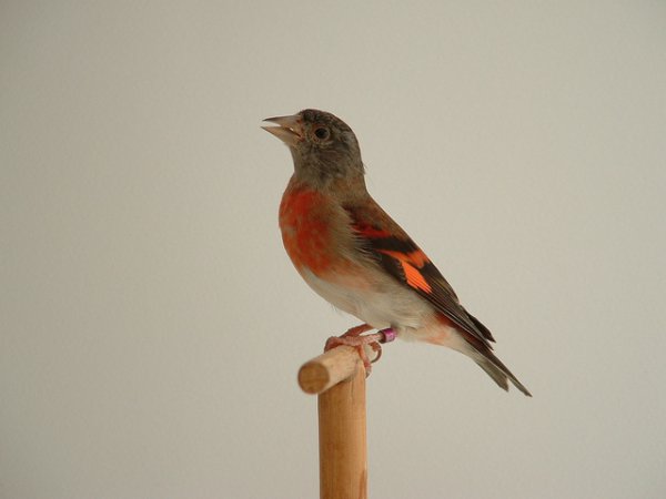 Photo (1): Red Siskin