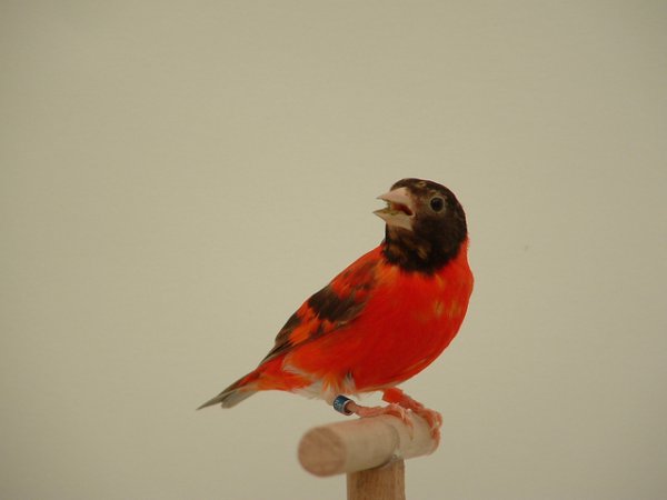 Photo (2): Red Siskin