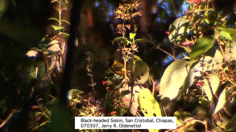 Photo (3): Black-headed Siskin