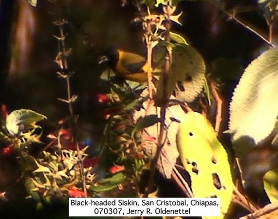 Photo (5): Black-headed Siskin