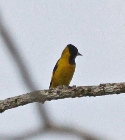 Photo (4): Black-headed Siskin