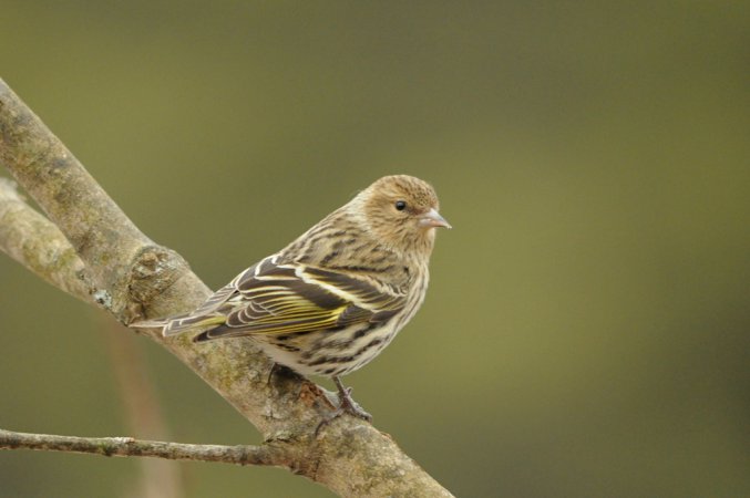 Photo (3): Pine Siskin