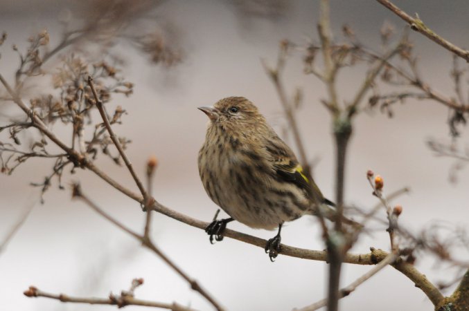Photo (6): Pine Siskin