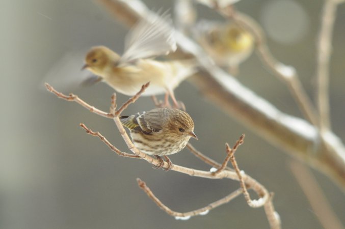 Photo (9): Pine Siskin