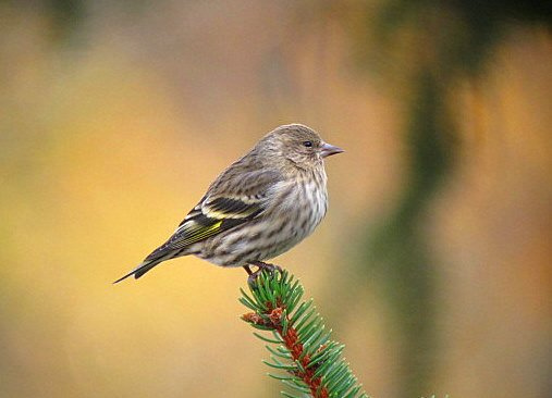 Photo (8): Pine Siskin