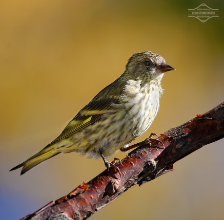 Photo (5): Pine Siskin