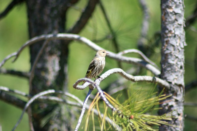 Photo (23): Pine Siskin