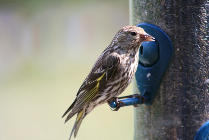 Photo (12): Pine Siskin