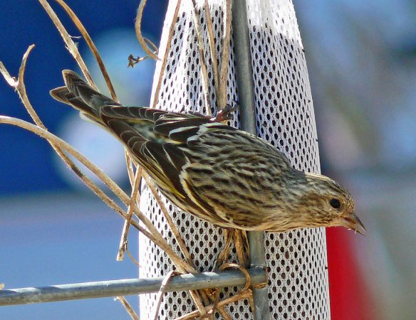 Photo (11): Pine Siskin