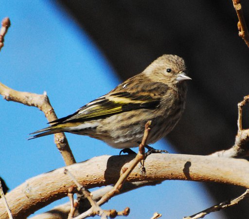 Photo (7): Pine Siskin