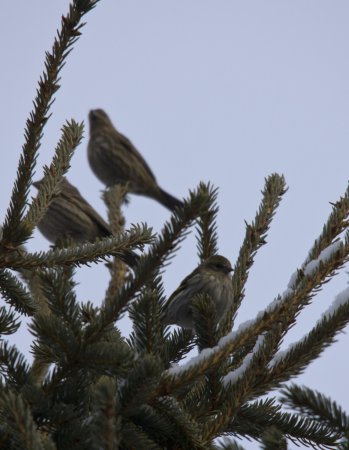 Photo (18): Pine Siskin