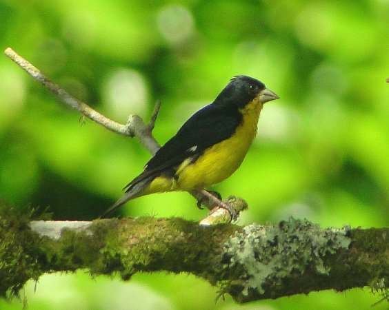 Photo (17): Lesser Goldfinch