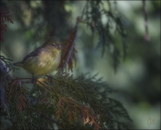 Photo (2): Lesser Goldfinch