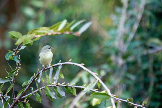 Photo (4): Lesser Goldfinch