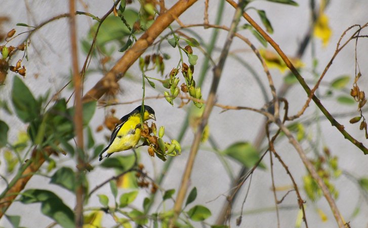 Photo (16): Lesser Goldfinch
