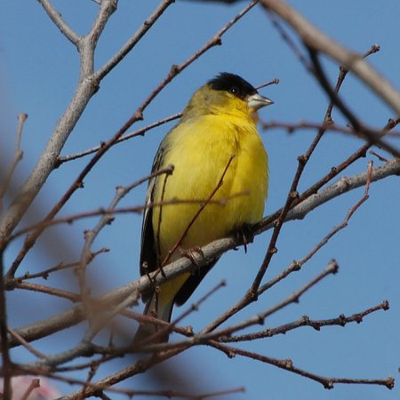 Photo (9): Lesser Goldfinch