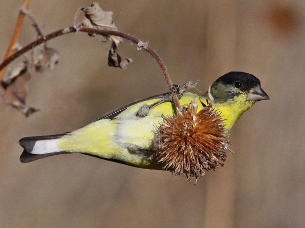 Photo (7): Lesser Goldfinch