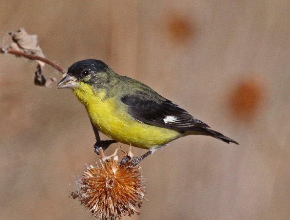 Photo (3): Lesser Goldfinch