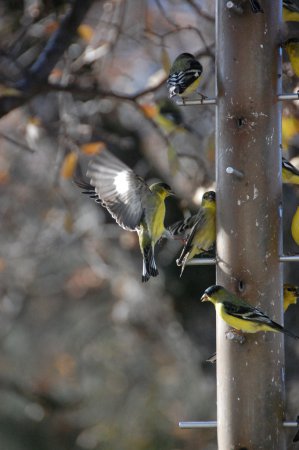 Photo (19): Lesser Goldfinch