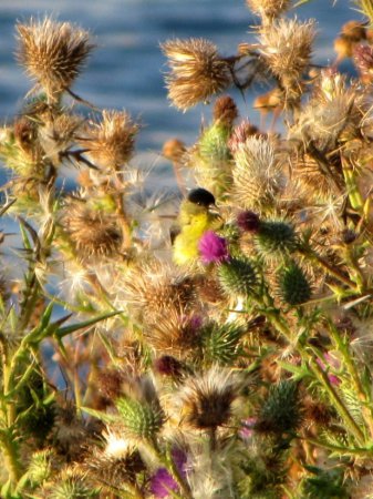 Photo (20): Lesser Goldfinch