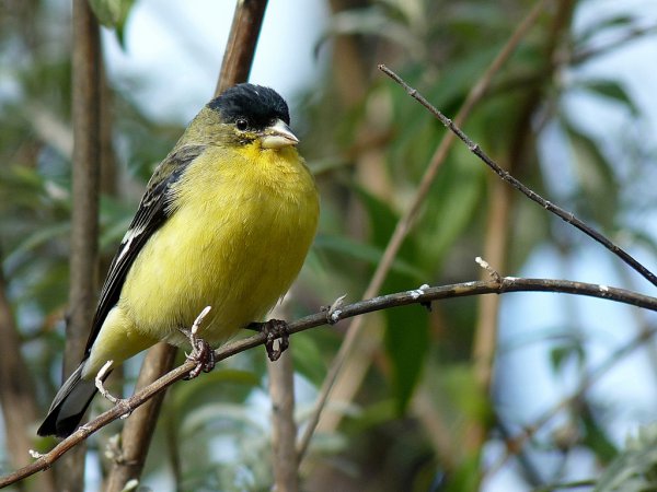 Photo (1): Lesser Goldfinch