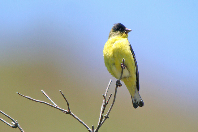Photo (21): Lesser Goldfinch
