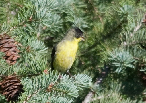 Photo (22): Lesser Goldfinch