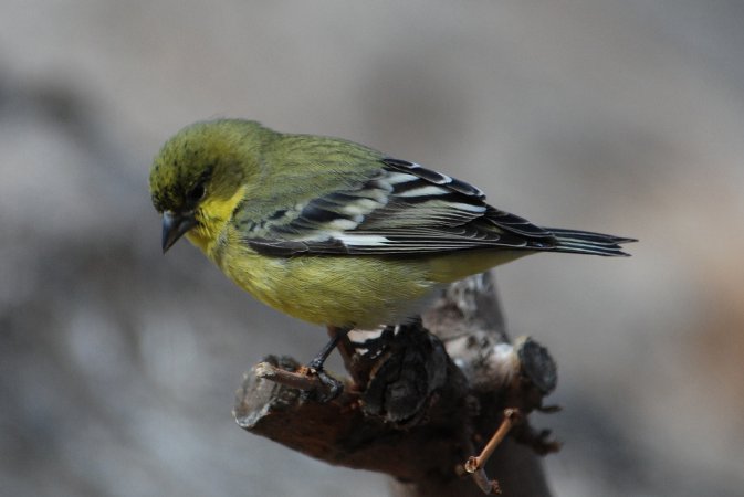 Photo (8): Lesser Goldfinch