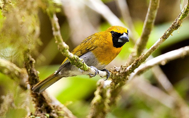 Photo (1): Black-faced Grosbeak