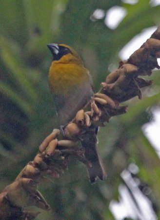Photo (3): Black-faced Grosbeak