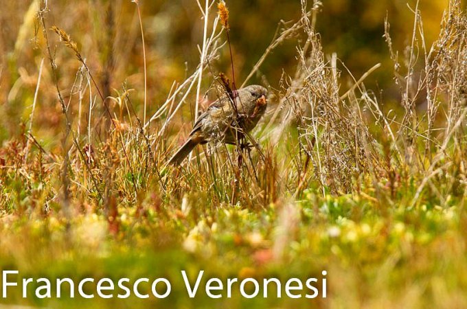 Photo (1): Paramo Seedeater