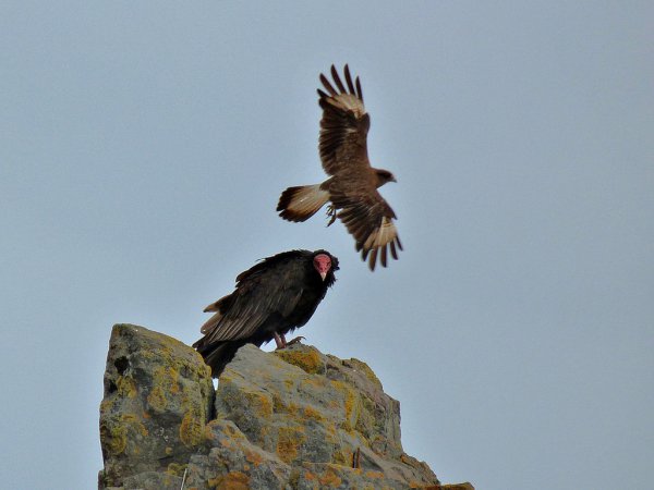 Photo (18): Turkey Vulture