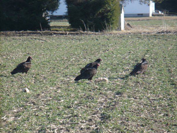 Photo (12): Turkey Vulture