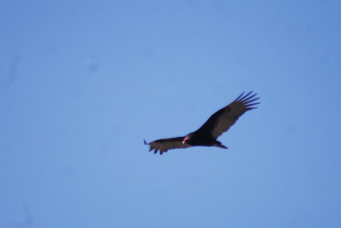 Photo (21): Turkey Vulture