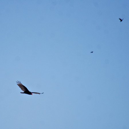 Photo (15): Turkey Vulture