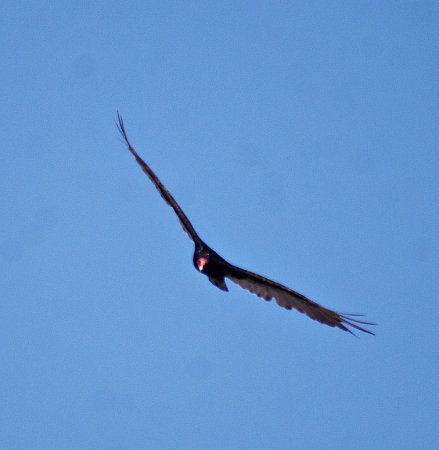 Photo (14): Turkey Vulture