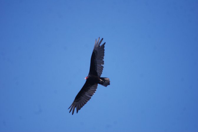 Photo (19): Turkey Vulture