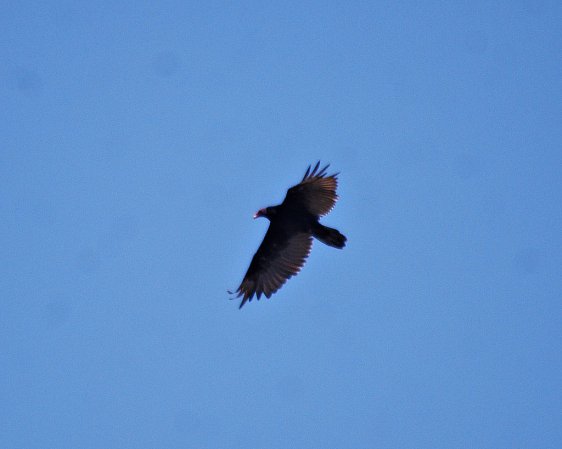Photo (22): Turkey Vulture