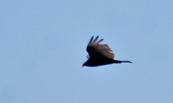 Photo (20): Turkey Vulture