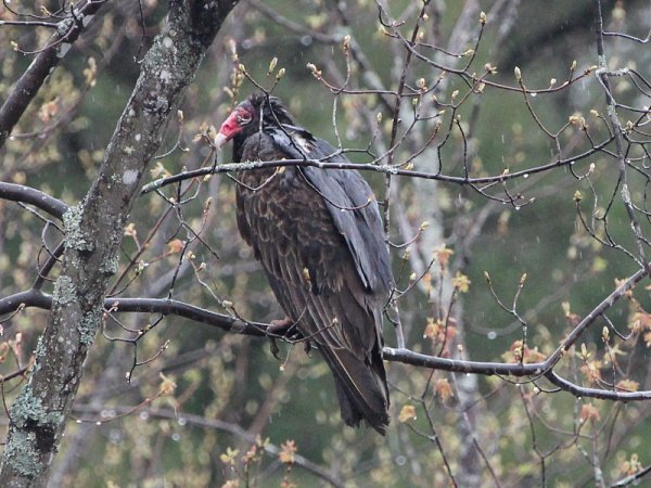 Photo (17): Turkey Vulture