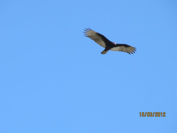 Photo (24): Turkey Vulture