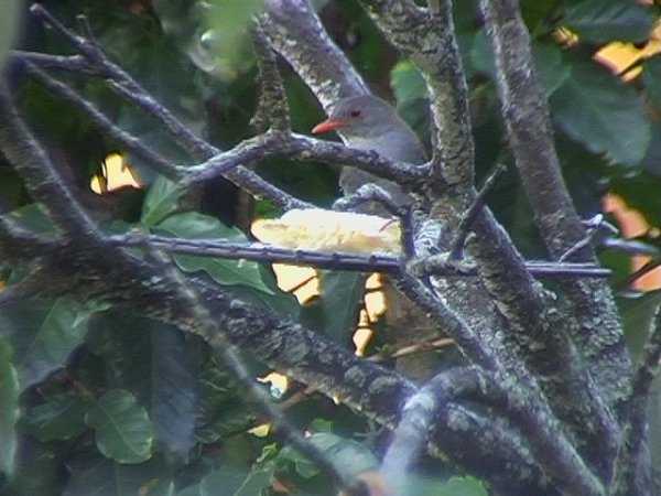 Photo (4): Orange-billed Nightingale-Thrush