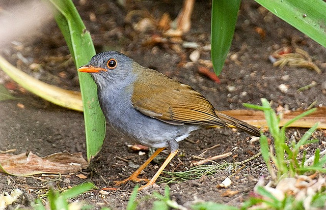 Photo (1): Orange-billed Nightingale-Thrush