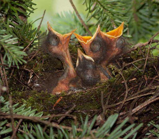 Photo (3): Bicknell's Thrush